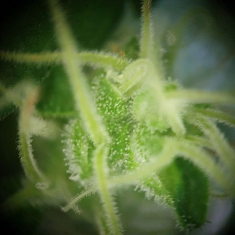 Die Andere growlog timeline photo