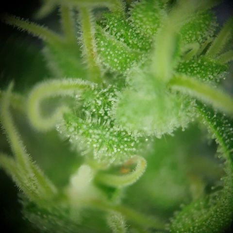 Die Andere growlog timeline photo