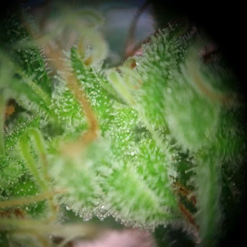 Die Andere growlog timeline photo