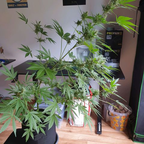 Die Andere growlog timeline photo
