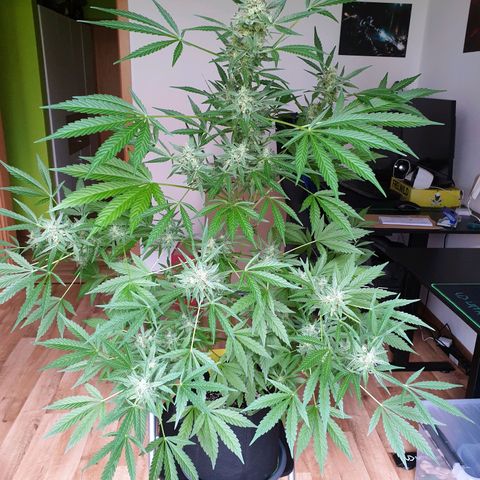 Die Andere growlog timeline photo