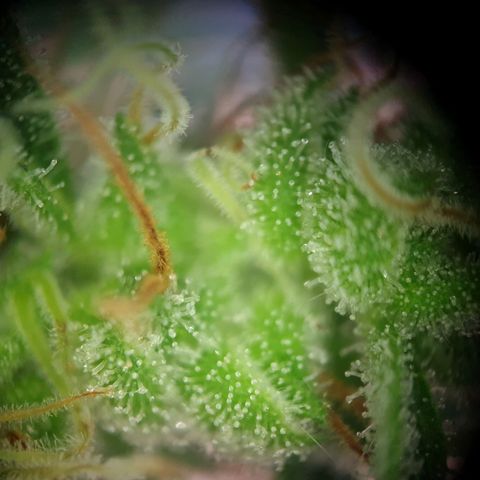 Die Andere growlog timeline photo