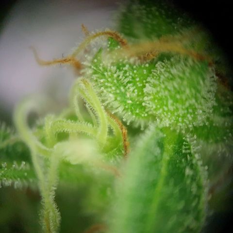 Die Andere growlog timeline photo