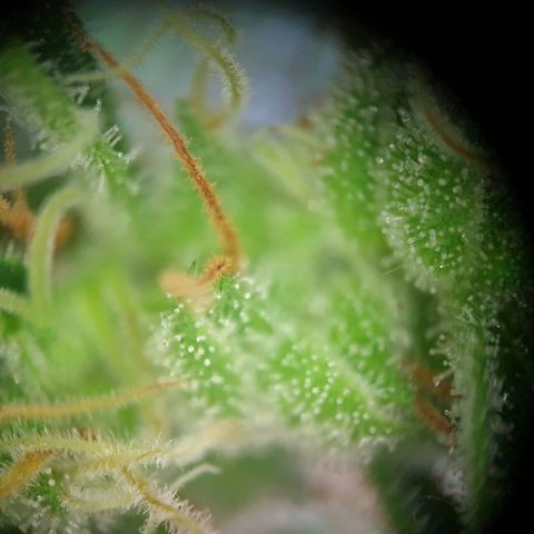Die Andere growlog timeline photo