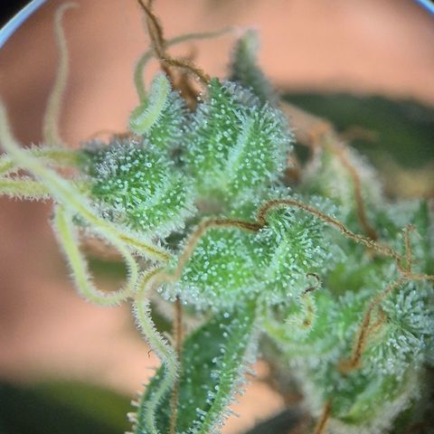 Die Andere growlog timeline photo