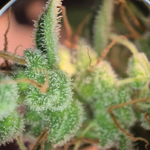 Die Andere growlog timeline photo