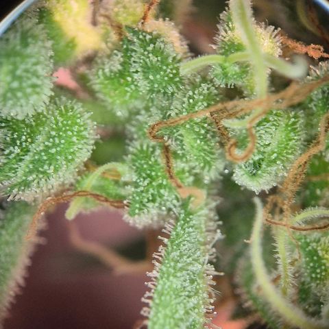 Die Andere growlog timeline photo