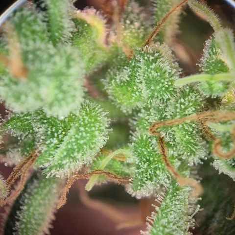 Die Andere growlog timeline photo
