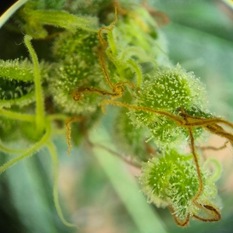 Die Andere growlog timeline photo