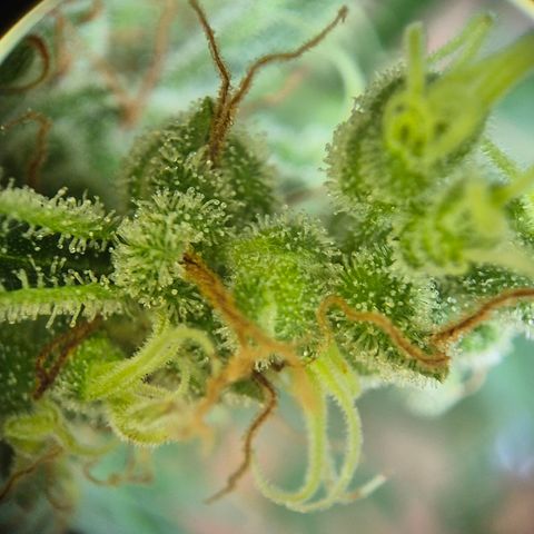 Die Andere growlog timeline photo