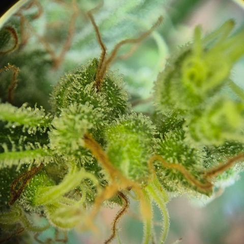 Die Andere growlog timeline photo