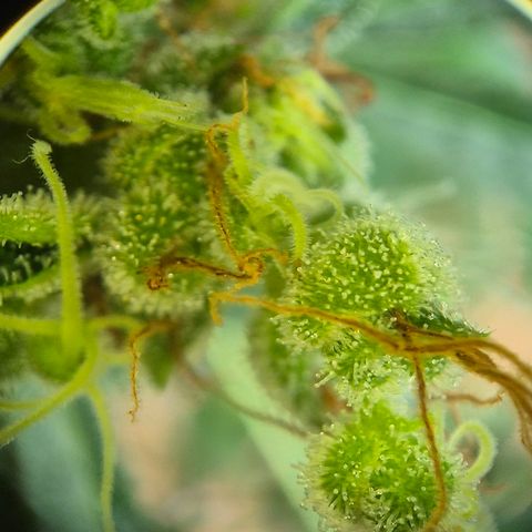 Die Andere growlog timeline photo