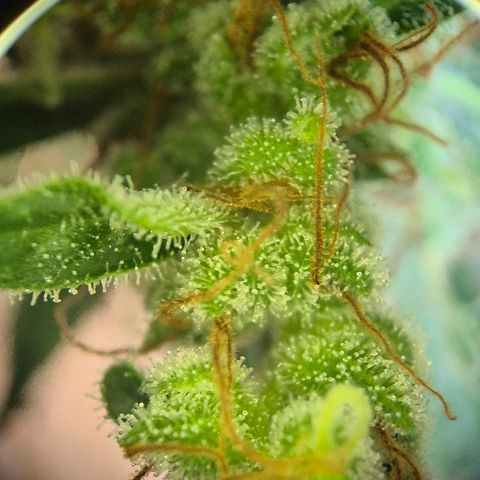 Die Andere growlog timeline photo