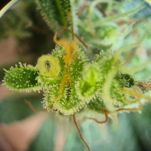 Die Andere growlog timeline photo