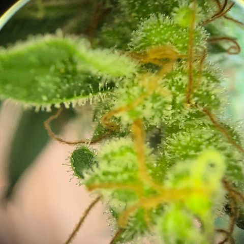 Die Andere growlog timeline photo