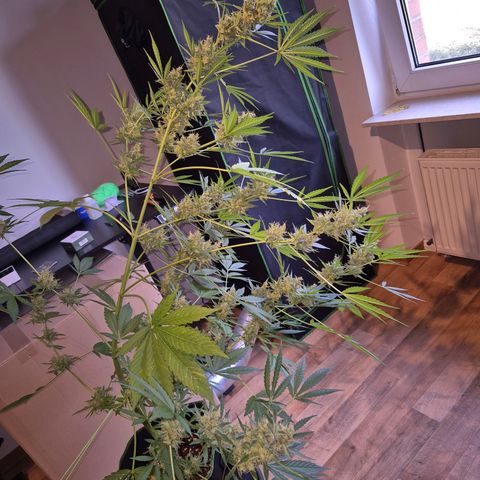 Die Andere growlog timeline photo