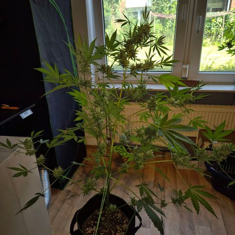 Die Andere growlog timeline photo
