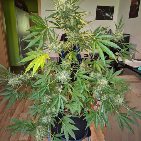 Die Andere growlog timeline photo