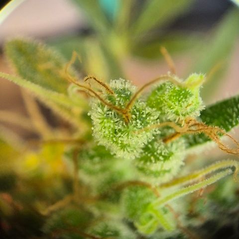 Die Andere growlog timeline photo