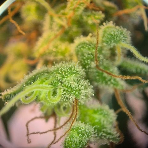 Die Andere growlog timeline photo