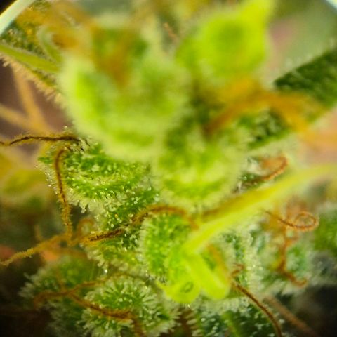 Die Andere growlog timeline photo
