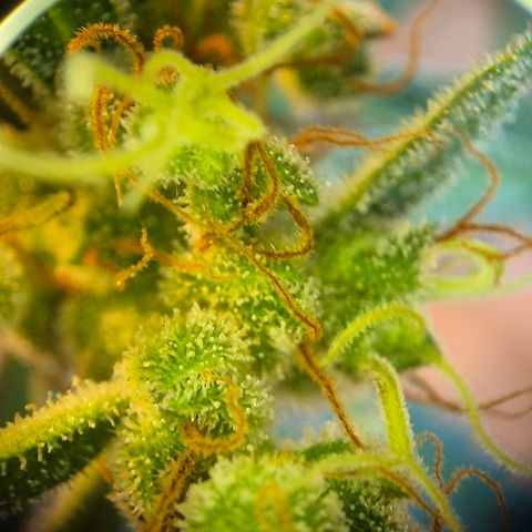 Die Andere growlog timeline photo