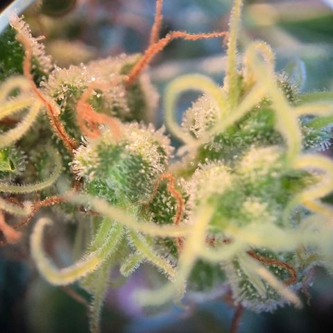 Die Andere growlog timeline photo