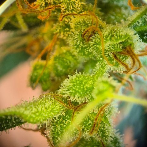 Die Andere growlog timeline photo