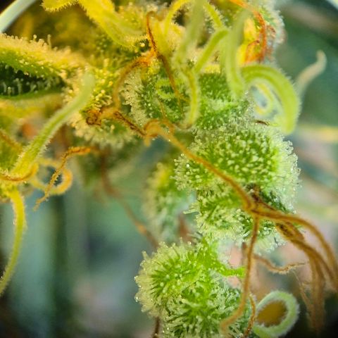 Die Andere growlog timeline photo