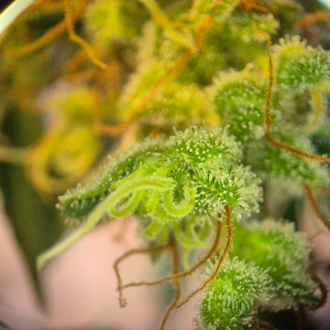 Die Andere growlog timeline photo
