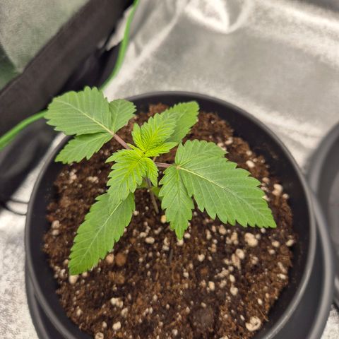 Northern Lights 1 growlog timeline photo
