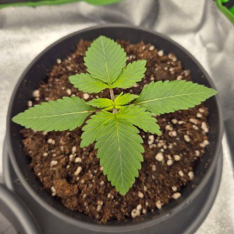 Northern Lights 2 growlog timeline photo