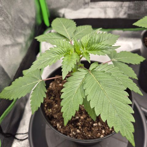 Northern Lights 1 growlog timeline photo
