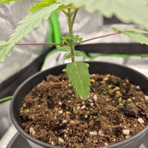 Northern Lights 1 growlog timeline photo