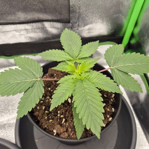 Northern Lights 2 growlog timeline photo