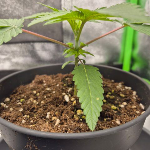 Northern Lights 2 growlog timeline photo