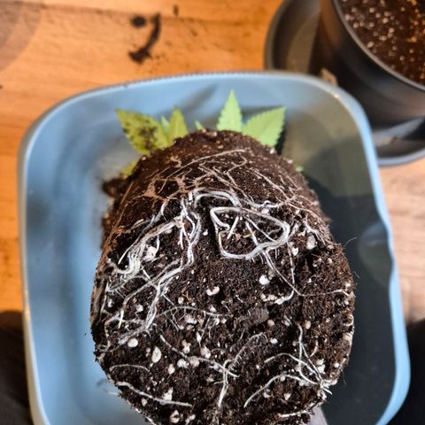 Northern Lights 1 growlog timeline photo