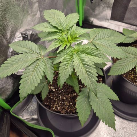 Northern Lights 1 growlog timeline photo