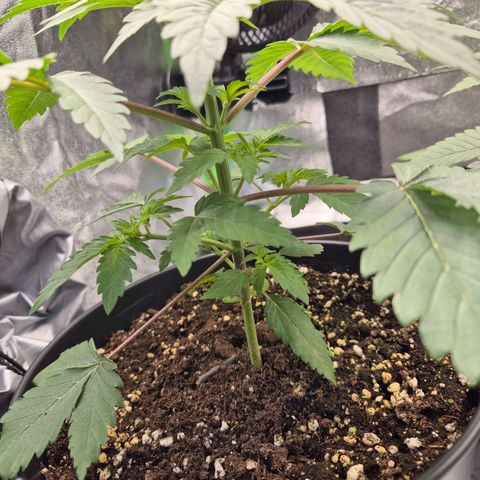 Northern Lights 1 growlog timeline photo