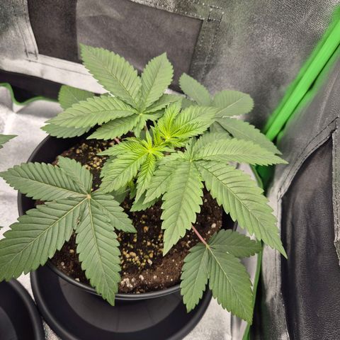 Northern Lights 2 growlog timeline photo