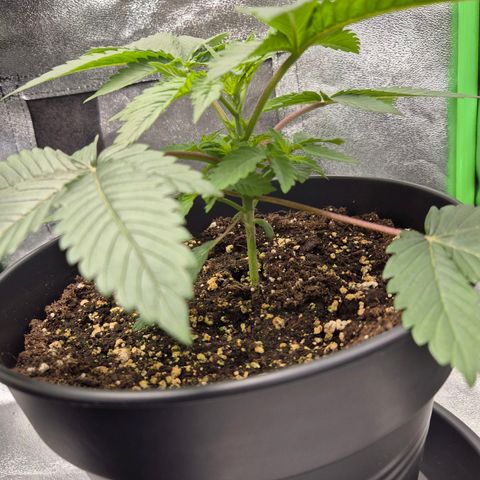 Northern Lights 2 growlog timeline photo