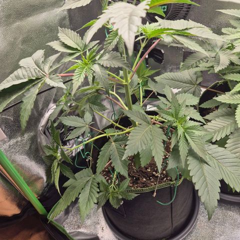 Northern Lights 1 growlog timeline photo