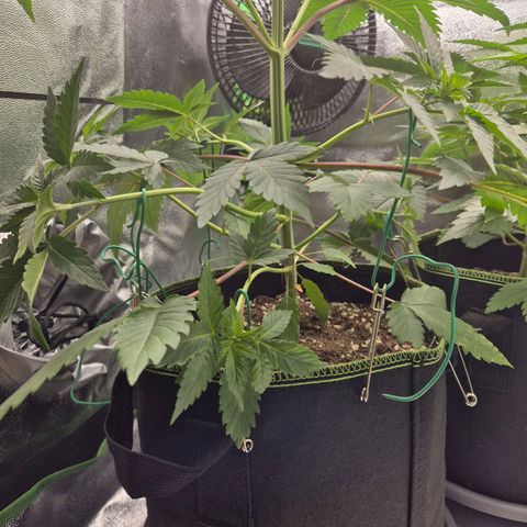 Northern Lights 1 growlog timeline photo