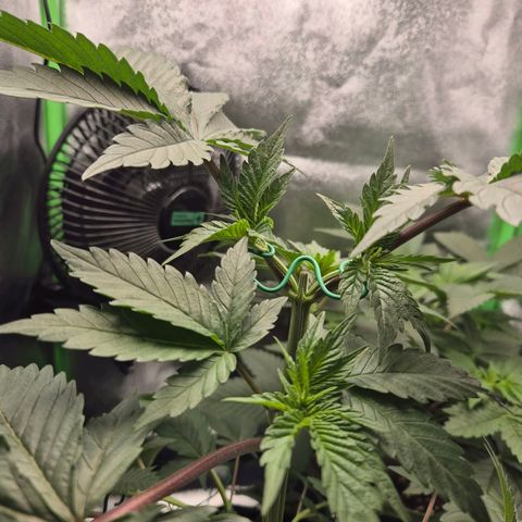 Northern Lights 1 growlog timeline photo