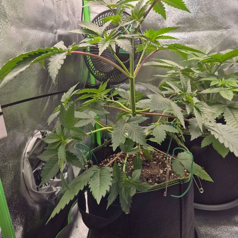 Northern Lights 1 growlog timeline photo