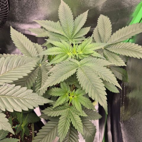 Northern Lights 2 growlog timeline photo