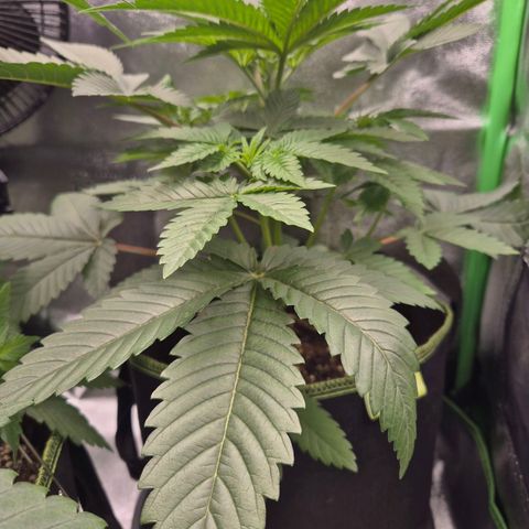 Northern Lights 2 growlog timeline photo
