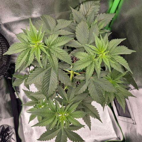 Northern Lights 1 growlog timeline photo