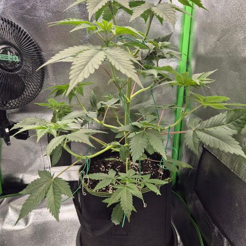 Northern Lights 1 growlog timeline photo