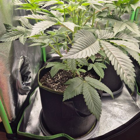 Northern Lights 2 growlog timeline photo
